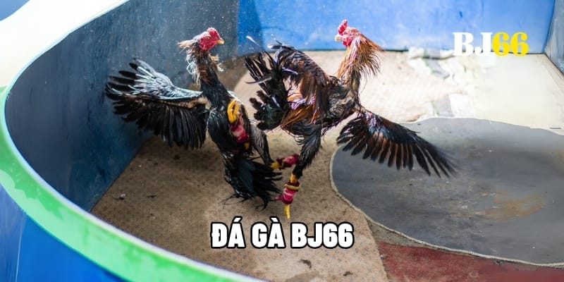 Đá gà BJ66