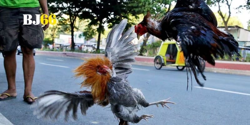 Khám phá đa dạng loại hình đá gà hấp dẫn nhất hiện nay