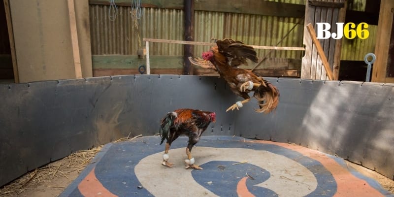 Trải nghiệm sân chơi an toàn nhanh chóng chuẩn xác