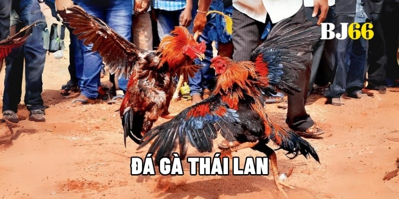 Đá gà Thái Lan