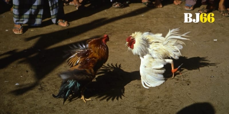 Đấu trường Sabong quy mô lớn minh bạch hợp pháp uy tín