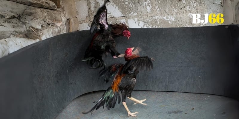 Hình thức đá gà phổ biến sôi động nhất tại Sabong