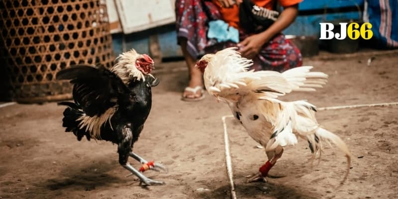 Theo dõi đá gà Sabong trực tiếp chuẩn chất lượng BJ66