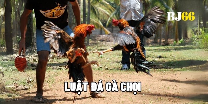 Luật đá gà chọi