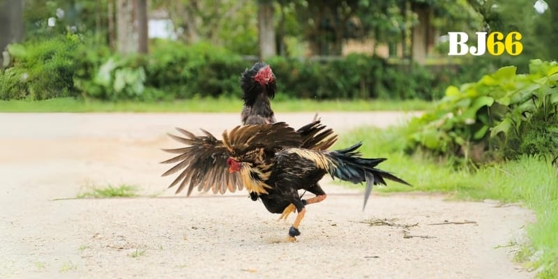 Gà chọi giáp mặt giữa sân đỏ rực luật lệ nghiêm ngặt tung cánh