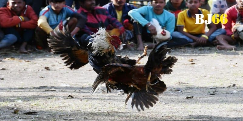 Trận đấu bùng nổ khi BJ66 vận hành luật đá gà chọi chuẩn xác đến từng giây