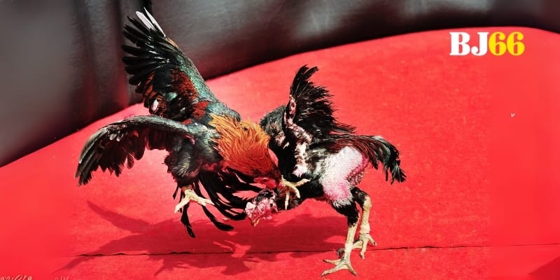 Mọi ánh mắt đổ dồn khi BJ66 thi hành luật công bằng khắt khe