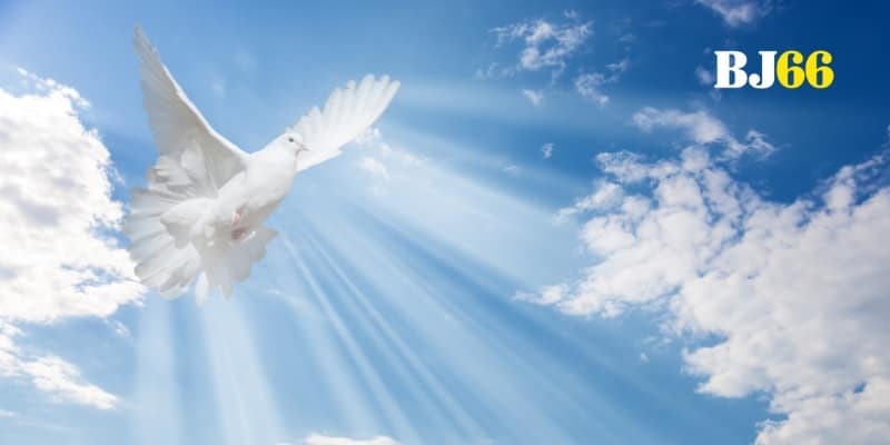 Đôi cánh trắng giữa giấc mơ gợi mở điềm lành bất ngờ