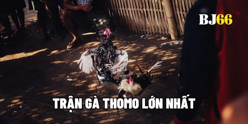 Trận gà Thomo lớn nhất
